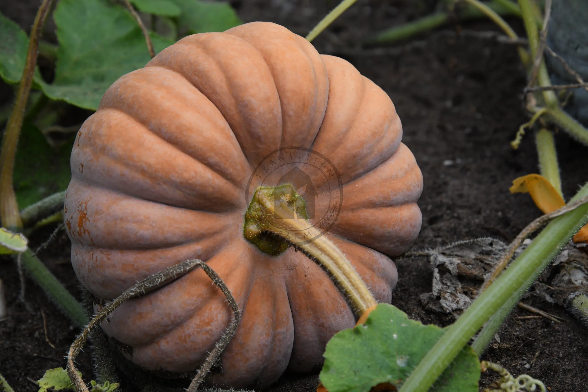 Black Futsu Pumpkin Soup