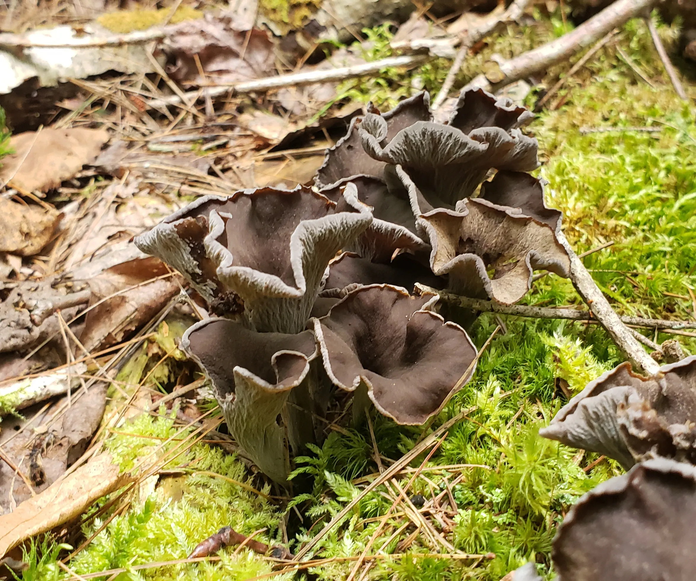 Dried Black Trumpet Ramp Butter