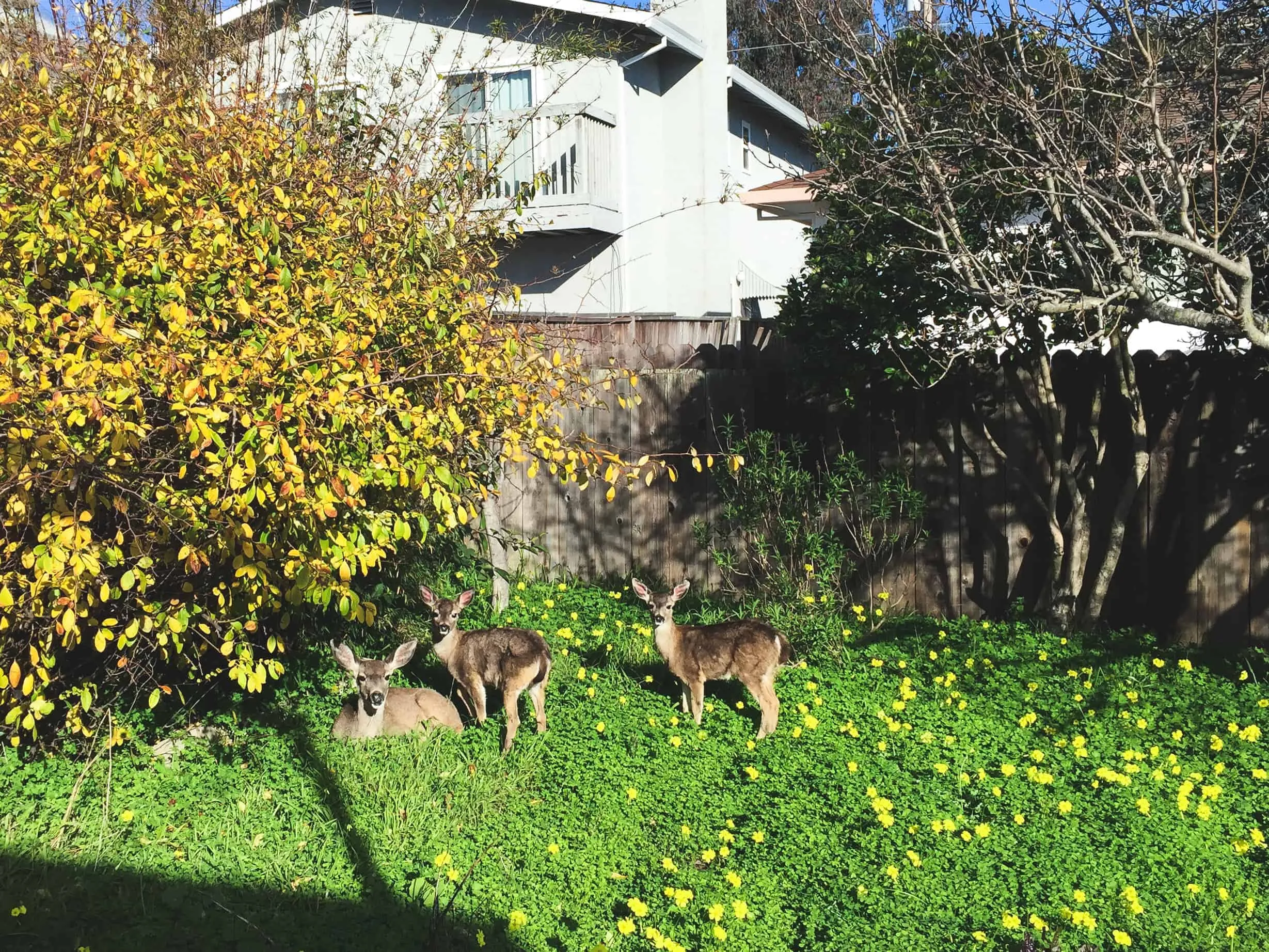 Fava Bean Soup with Lemon Crème Fraîche, Thyme, and Olive Oil