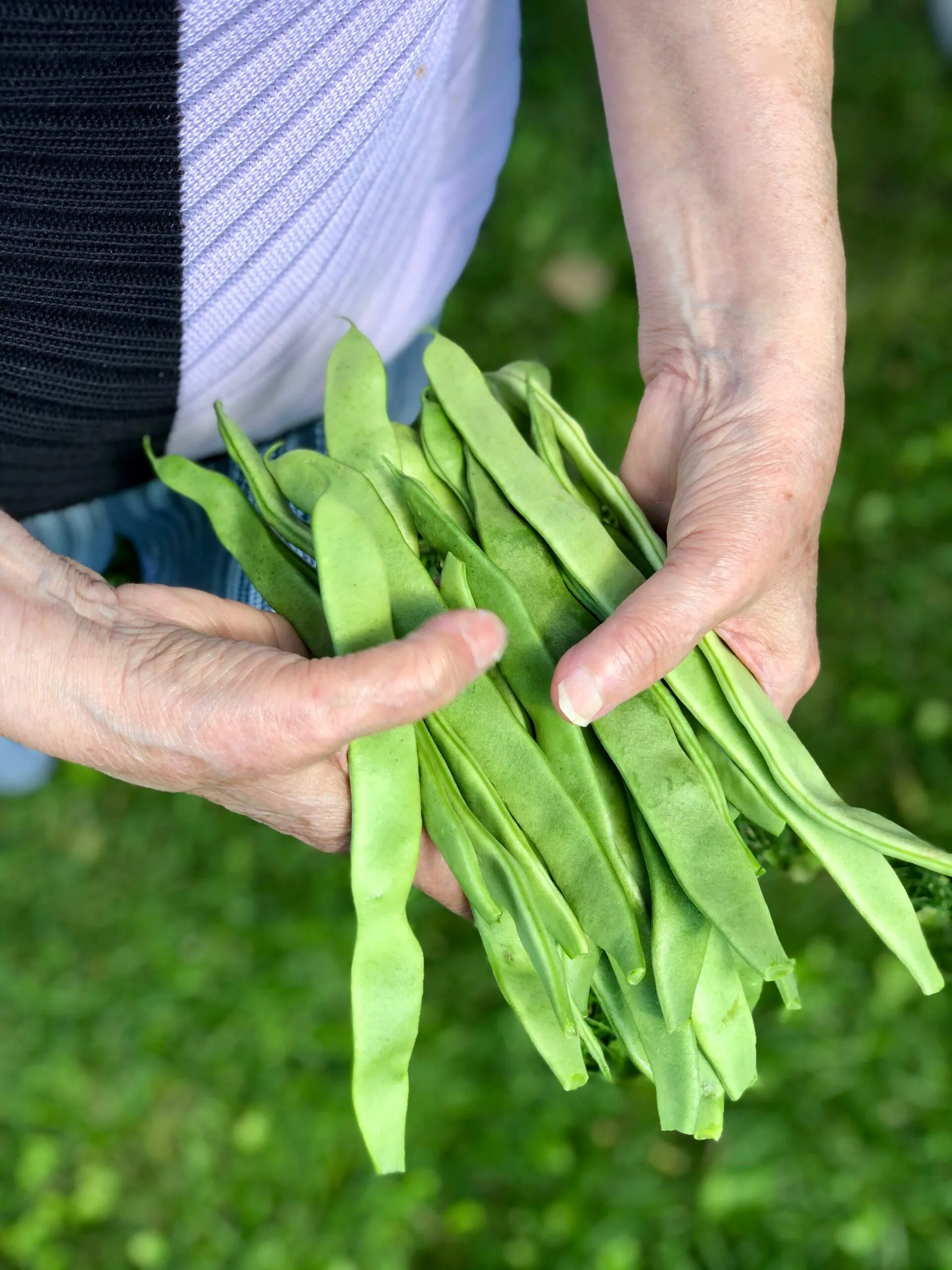 Green Beans with Potatoes φασολάκια λαδερά με πατάτες