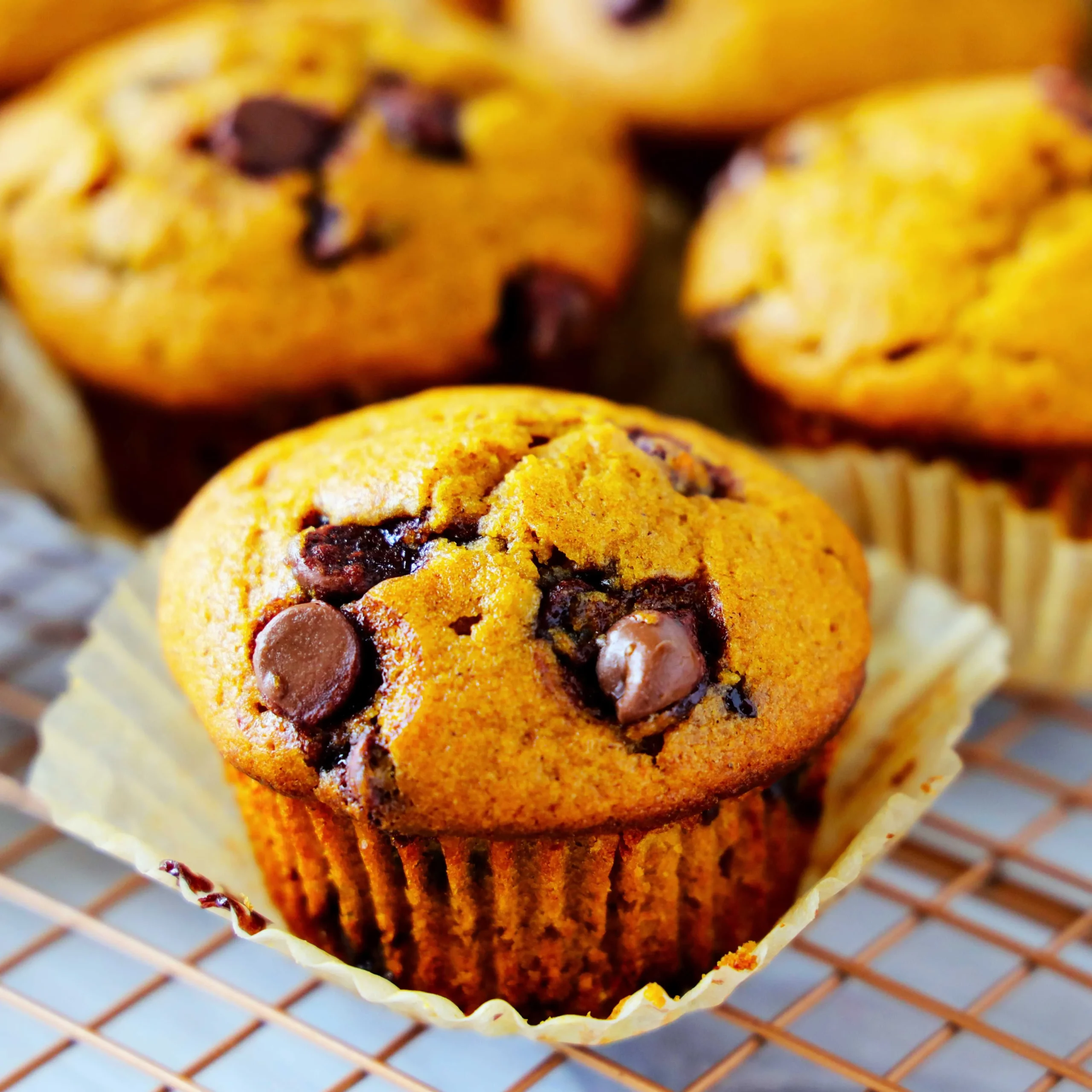 High Altitude Pumpkin Chocolate Chip Muffins