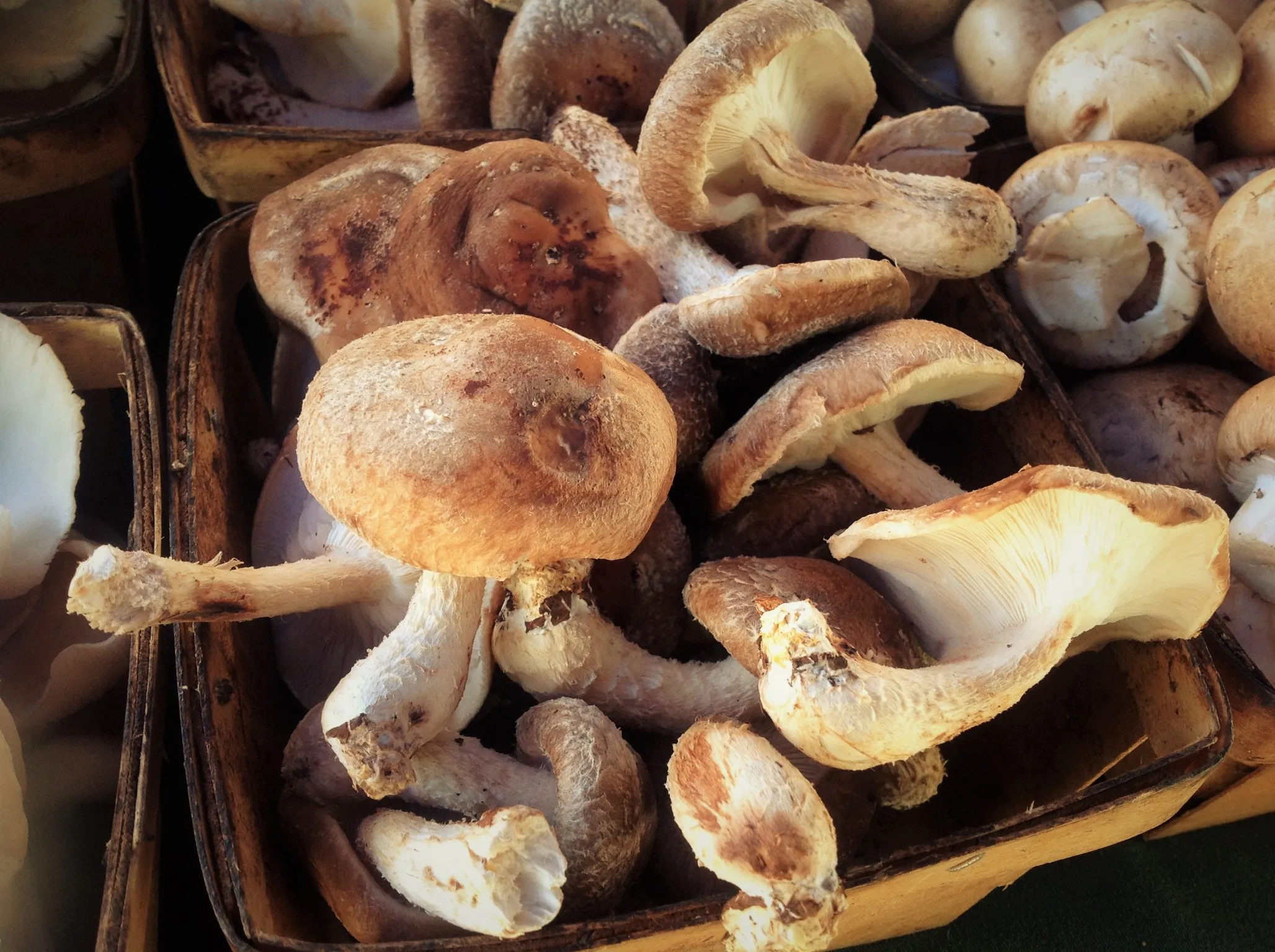 Miso Mushroom Black Bean Bowl