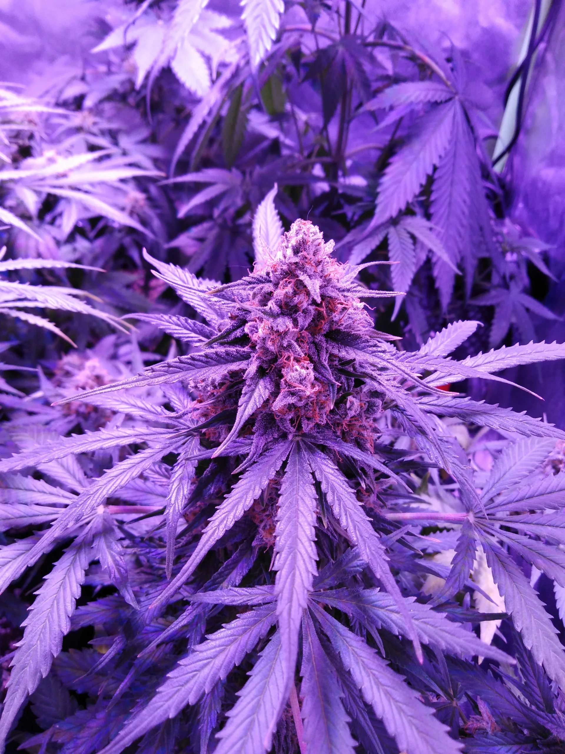Purple Haze Veggie Paradise