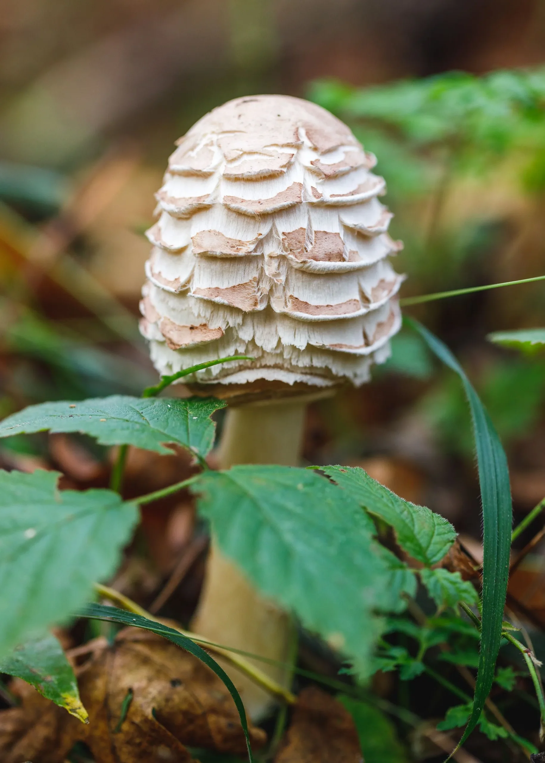 Stuffed Shaggy Parasol Mushrooms